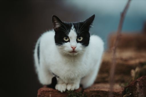 A selective focus shot of a beautiful black and white cat on a stone surface