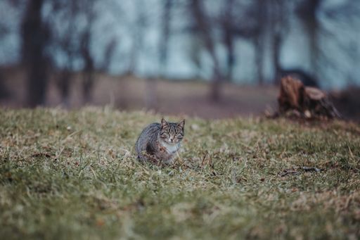 A fluffy gray tabby cat sitting lonely on the grass in the autumn park