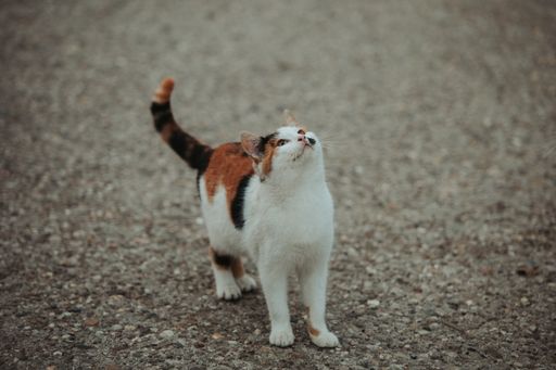 A cute colorful cat looking up