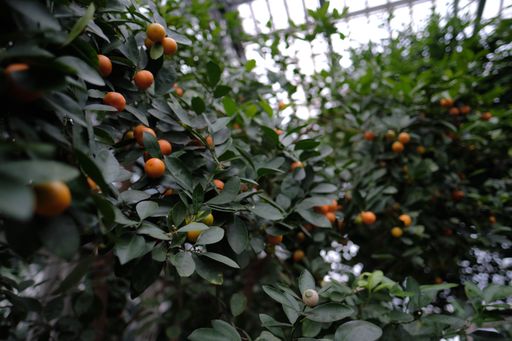 A tangerine citrus fruit tree full of harvest