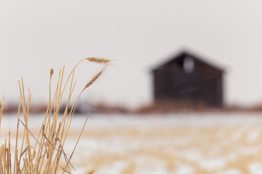 A rustic winter shot of dry spikes covered by snow on blurred background of a building