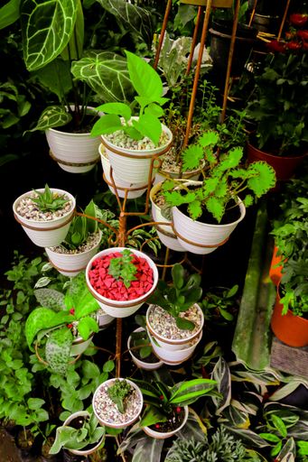 High angle view from variation of green plants in white pots and decorative small stones on the soil offered in a retail stall.