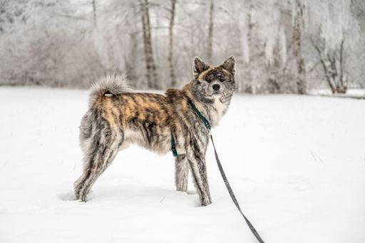An Akita Inu dog stands in a snow-covered landscape