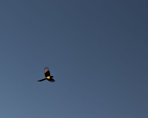 A low angle shot of a blackbird with a yellow belly flying and a blue sky in the background