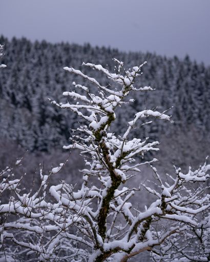 A vertical selective focus shot of a frosted tree in a forest