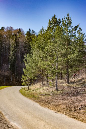 A smooth narrow road passing through the autumn forest