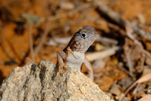 A small lizard sits atop a rock in the sun at the zoo