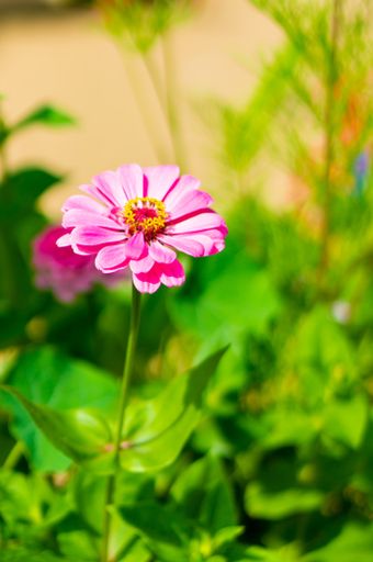A vertical selective focus shot of a pink common zinnia flower and green leaves with a blurry background