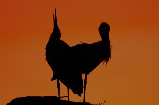 A closeup shot of two storks standing next to each other during a sunset
