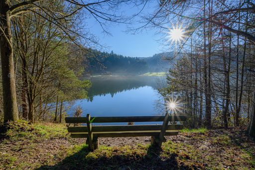 A wooden bench near a pond surrounded by trees at daytime
