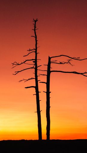 the silhouette of trees against a bright sunset