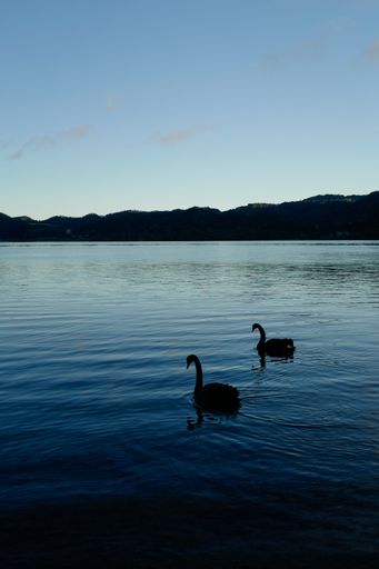 This is a Stock Photo of two ducks in the blue water of a lake with mountains