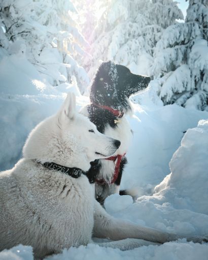 A beautiful shot of a white Husky and black shepherd dogs in a winter forest with snow-covered trees in the background