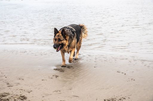 A German shepherd dog walking on the beach at sunset