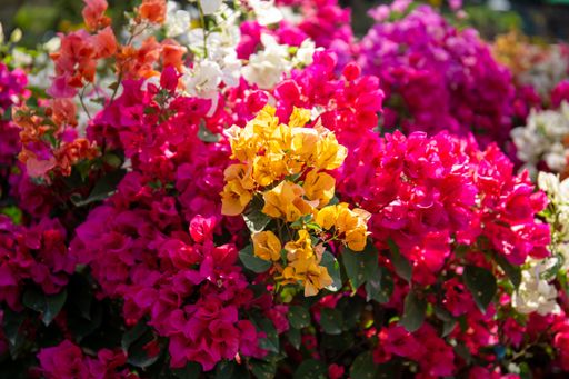 A beautiful view of colorful bougainvillea flowers in a garden
