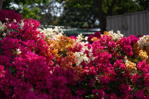 A beautiful view of colorful bougainvillea flowers in a garden