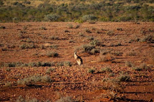 A selective focus shot of a kangaroo standing in the distance