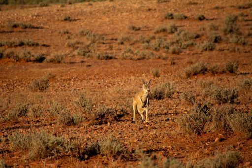 A selective focus shot of a kangaroo standing in the distance near dry bushes