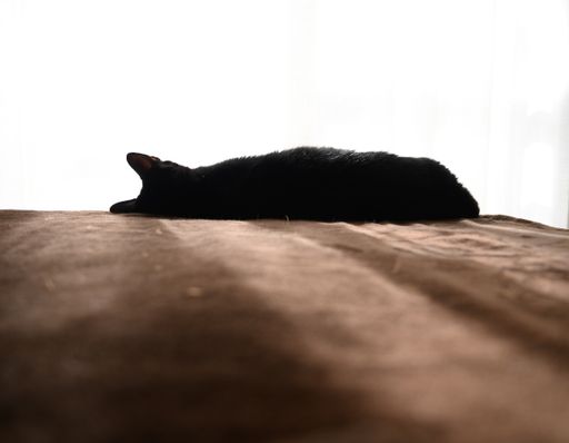 A closeup shot of a cute cat sleeping on a bed