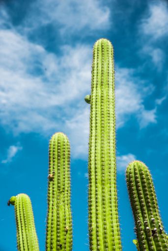 Four cacti plants in the desert against a beautiful blue sky with puffy white clouds
