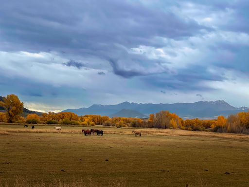 Some horses graze in a lush green meadow with  mountains in the background in Colorado