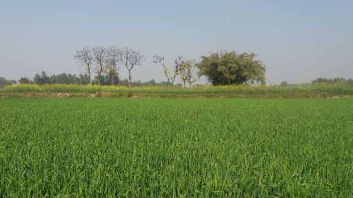 A vast green field with trees and a blue sky