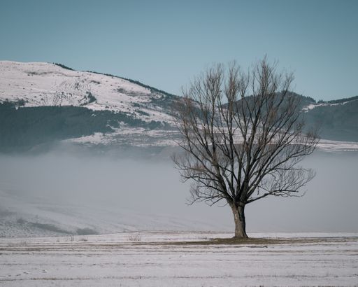 A tree on a field and mountain in the distance covered in snow