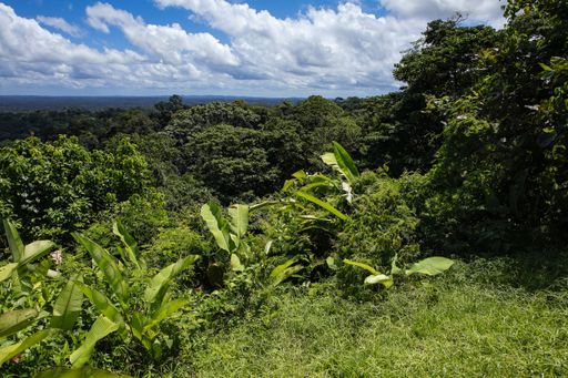 Plain covered by unbroken canopy of tropical lowland rainforest, stretching into the distance, from a lookout point on a hill. French Guiana, France