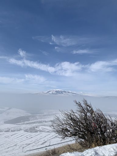 A vertical shot of a bush with no leaves on a winter windy day with snow all around