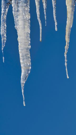 Vertical shot of melting multiple icicle hanging top down on blue sky with copy space. Close-up and detail.