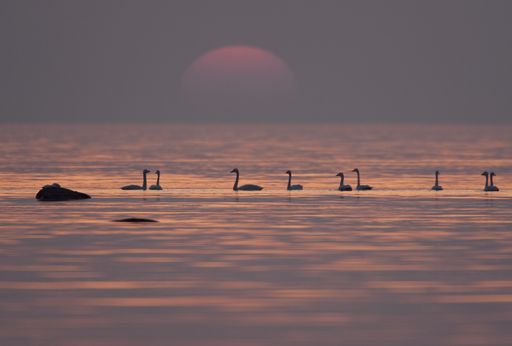 A closeup shot of swans swimming in the sea under a pink sunset sky