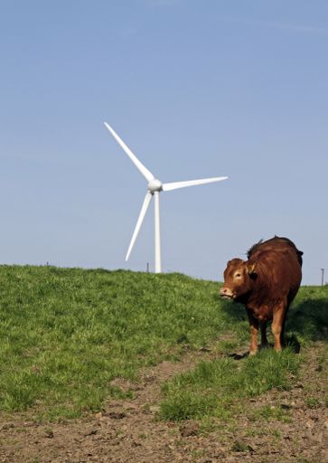 A vertical shot of a cow standing on a hill with a windmill in the distance