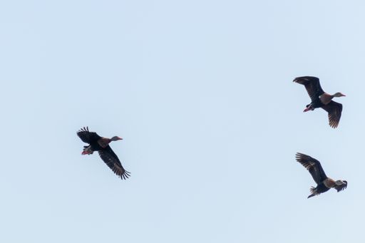A flock of wild geese flying over green trees in a clear sky
