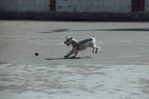 A closeup shot of a white terrier playing with a small ball on an asphalt