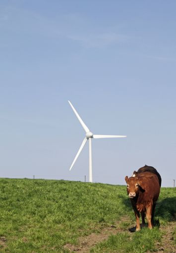 A vertical shot of a cow standing on a grassy hill with a windmill in the distance