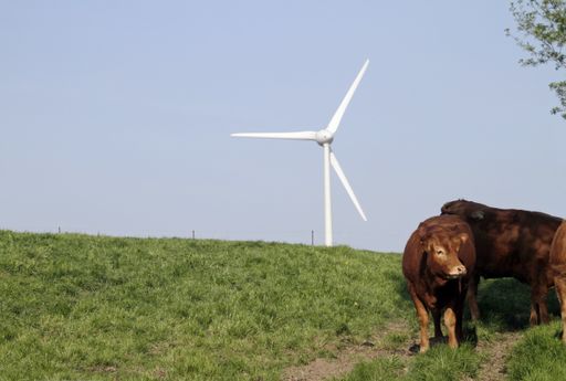 A grassy hill with cows walking around and a windmill in the distance