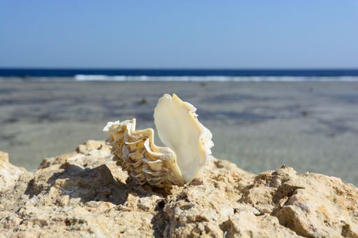 A selective focus shot of a seashell on the rock with an ocean in the background