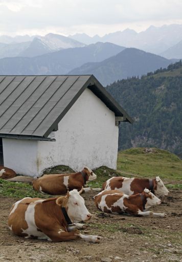 A vertical shot of cows laying on the ground near a house with mountains in the background