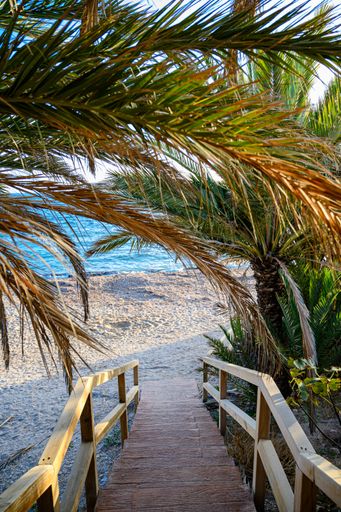 A vertical shot of a boardwalk surrounded by palm trees on a beach