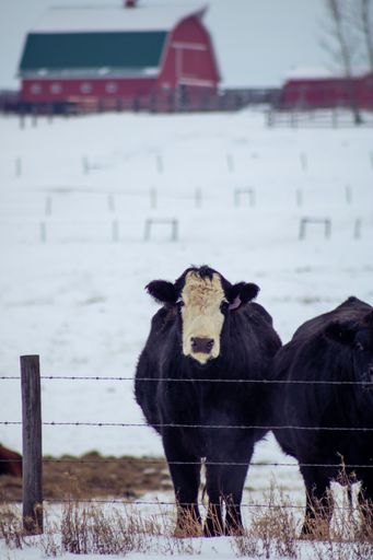 A vertical shot of a black cow with a white spot on her head in a farm