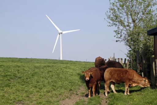 A grassy hill with cows walking around and a windmill in the distance
