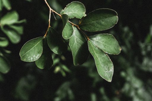 A closeup shot of dark green leaves