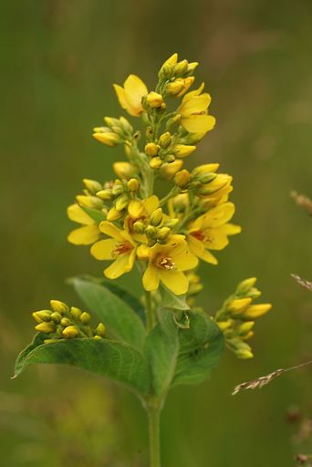 This stunning image features a small yellow flower sitting in the grass in a field