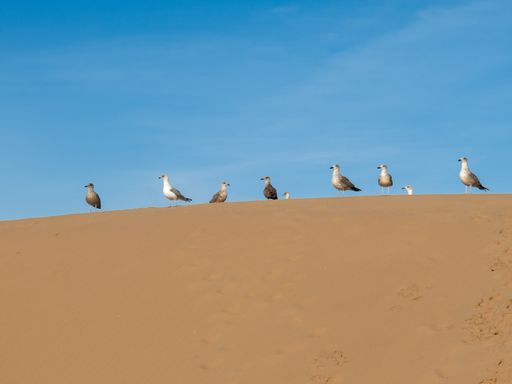 A flock of a seagull perched on the sandy coast against a blue background