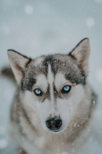A beautiful white and grey Husky dog standing in a snowy environment looking directly into the camera with an inquisitive expression