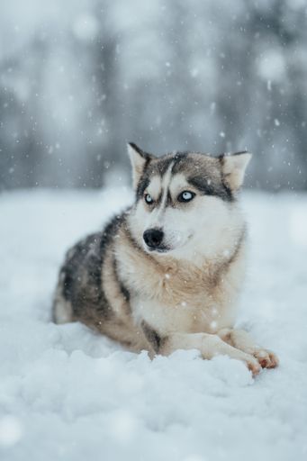 A Siberian Husky is lying in the snow, gazing away into the distance with a contemplative expression