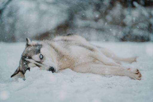 A beautiful white and grey Husky dog standing in a snowy environment looking directly into the camera with an inquisitive expression