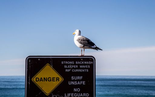 This seagull is perched atop a danger sign, looking out for potential dangers in its surroundings