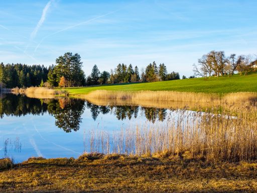 A tranquil pond surrounded by lush green grass and trees