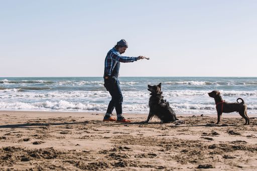 A cheerful young man standing on a beach with two friendly dogs at his side, gesturing outwards with an open hand